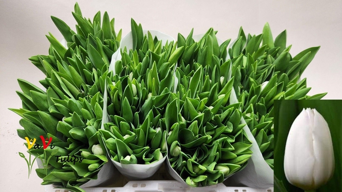 <h4>TU EN ROYAL VIRGIN</h4>