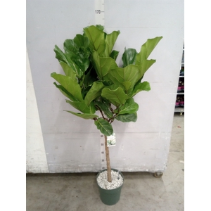 Ficus lyrata