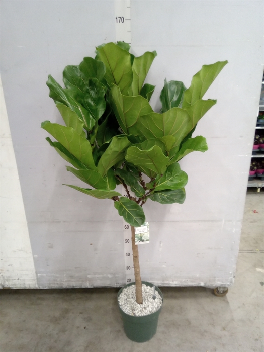 <h4>Ficus lyrata</h4>