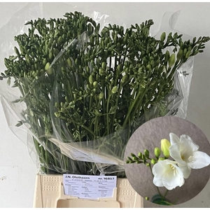 Freesia enk Diamond River