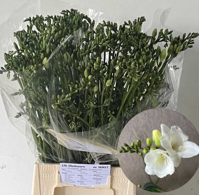 <h4>Freesia enk Diamond River</h4>