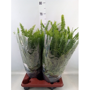 Nephrolepis exal. 'Green Lady'