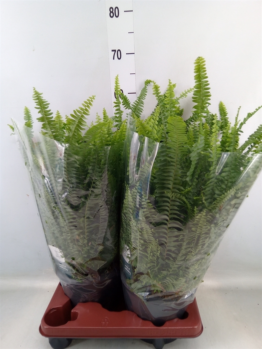 <h4>Nephrolepis exal. 'Green Lady'</h4>