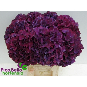 Hydrangea mag ruby aubergine