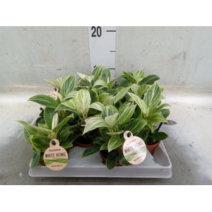 Philodendron   ...