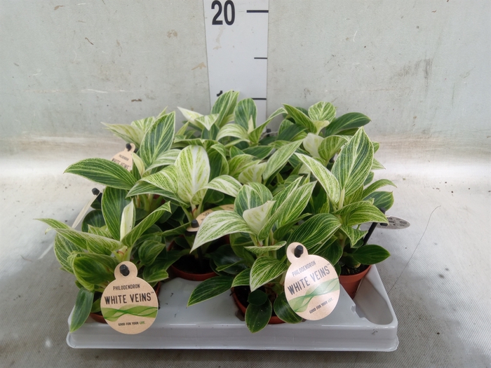 <h4>Philodendron   ...</h4>