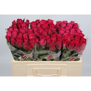 R GR MADAM CERISE