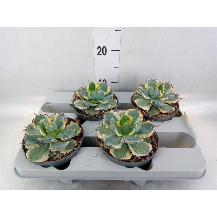 <h4>Agave potatorum</h4>