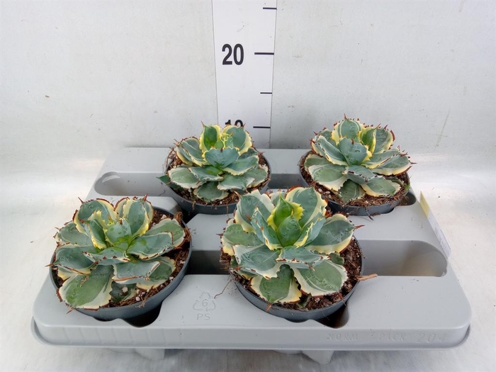 <h4>Agave potatorum</h4>