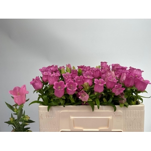 CAMP M CHAMPION ROSE