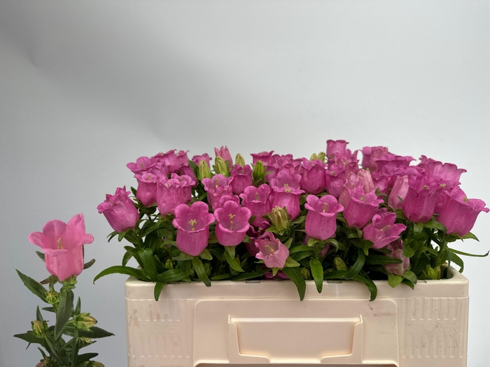 <h4>CAMP M CHAMPION ROSE</h4>