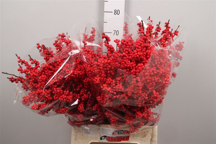 <h4>Ilex Ve Rode Bes</h4>