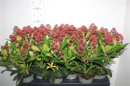 <h4>Skim J Rubella 7+</h4>