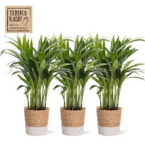 DYPSIS LUTESCENS