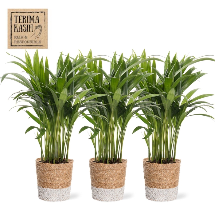 <h4>DYPSIS LUTESCENS</h4>