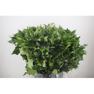 Hedera Leaves 400gr P Bunch