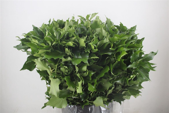 <h4>Hedera Leaves 400gr P Bunch</h4>