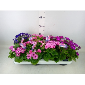 Pericallis cr. 'Senetti'   ..mix