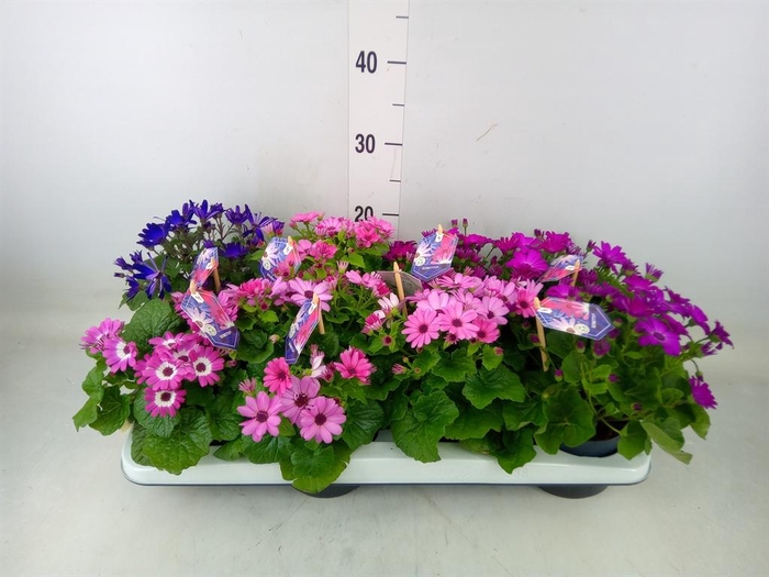 <h4>Pericallis cr. 'Senetti'   ..mix</h4>