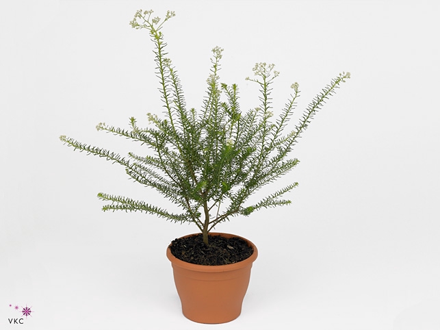 Ozothamnus diosm.