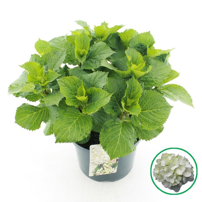 <h4>Hydrangea macr. Wit C5 (23cm.) Kn.</h4>