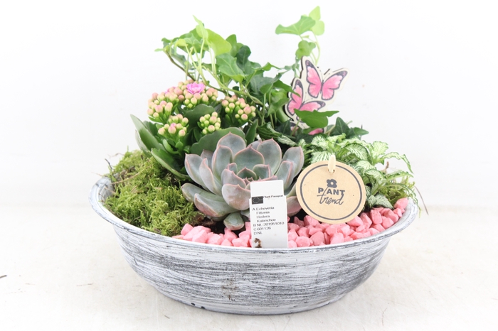 <h4>arr2 PL - Zink antiek schaal - roze</h4>