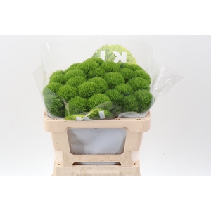 Di Barb Kiwi Mellow 50cm