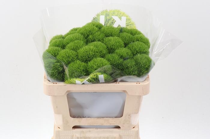 <h4>Di Barb Kiwi Mellow 50cm</h4>