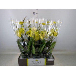 Phalaenopsis   ...yellow