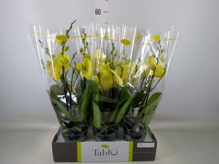 <h4>Phalaenopsis   ...yellow</h4>