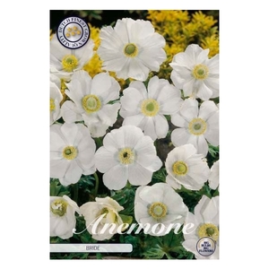 Anemone Coronaria Bride x 20 5/6