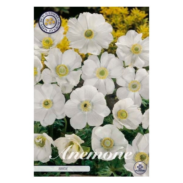 <h4>Anemone Coronaria Bride x 20 5/6</h4>