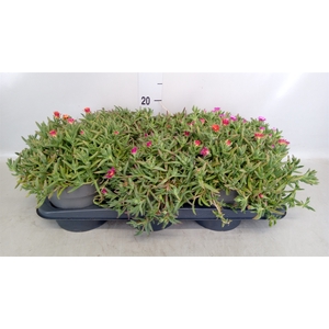 Delosperma coop.