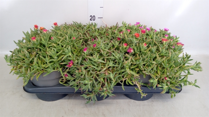 <h4>Delosperma coop.</h4>