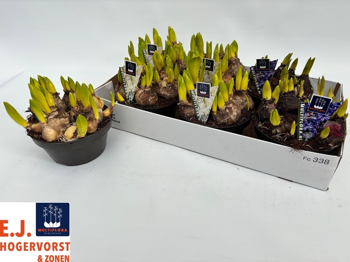 <h4>HYACIN MULT GEM 2 KL</h4>