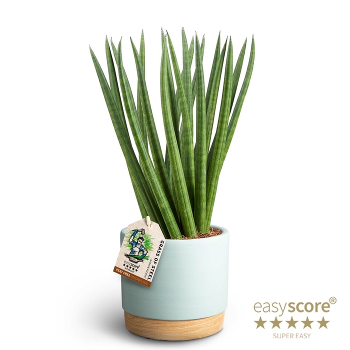 SANSEVIERIA CYLINDRICA P12