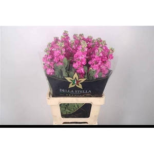 MATTH IRON ROSE PINK