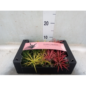 Tillandsia ionantha
