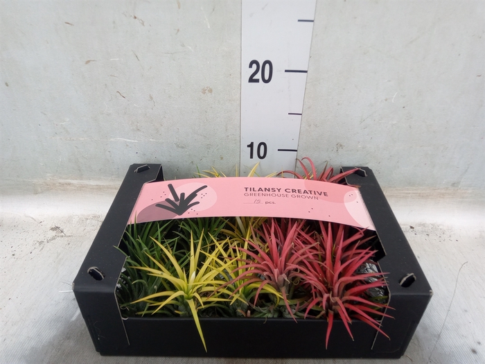 <h4>Tillandsia ionantha</h4>