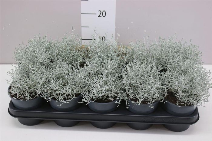 <h4>Calocephalus</h4>