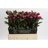 Paeonia Red Sarah