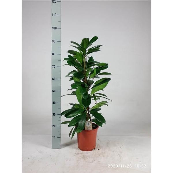 <h4>Ficus cyathistipula 90cm</h4>
