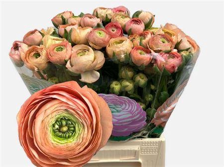 <h4>Ran El Salmon</h4>