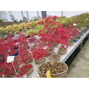 Acer palmatum deshojo, pot 27cm.