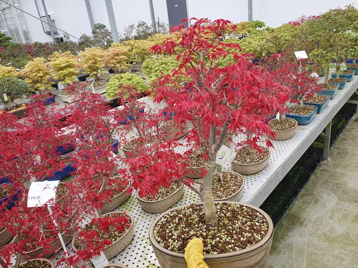 <h4>Acer palmatum deshojo, pot 27cm.</h4>
