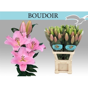Li Or Boudoir