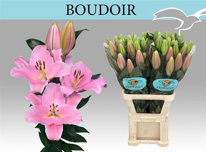 <h4>Li Or Boudoir</h4>