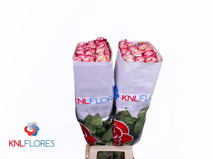 <h4>R GR SWEETNESS</h4>