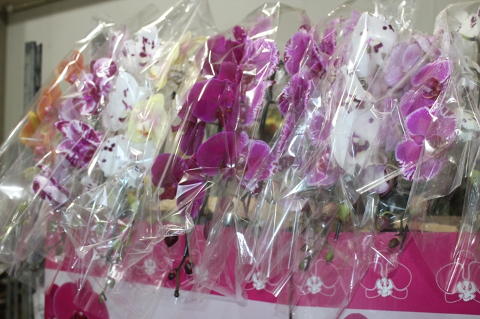 <h4>PHALAENOPSIS CASCATA ESPECIAL P15 MIN 11 FLS</h4>