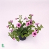 Petunia Pink Vein